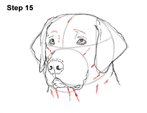 Printable black and | etsy. How to Draw a Labrador Retriever Head VIDEO & Step-by-Step ...