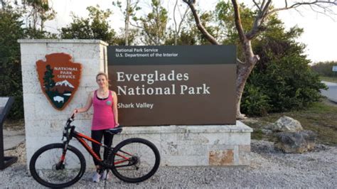 Biking Among Alligators In Shark Valley Everglades National