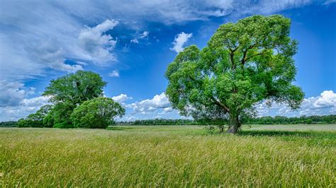 field and green trees with blue sky and clouds background during summer 4k hd nature wallpapers