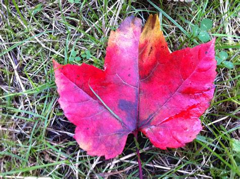 Gorgeous Maple Leaf Gorgeous Maple Leaf Found On Ground In Flickr