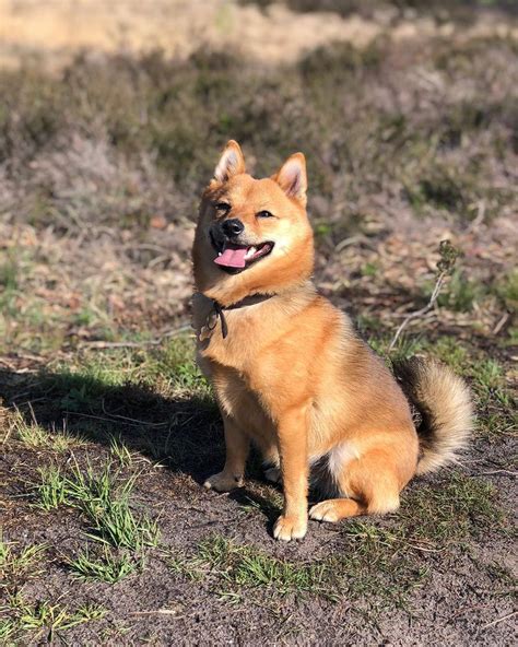 20 Shiba Inu Mixes Cross Breeds With Pictures Puplore