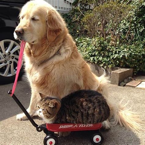 Cat And Her Golden Retriever Dog Share An Inseparable Bond Love Meow