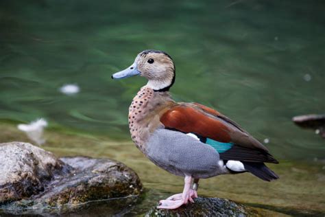 Ringed Teal Duck Photos Stock Photos Pictures And Royalty Free Images