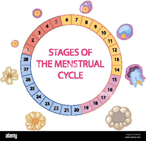 Stages Of The Menstrual Cycle Illustration Stock Vector Image And Art Alamy