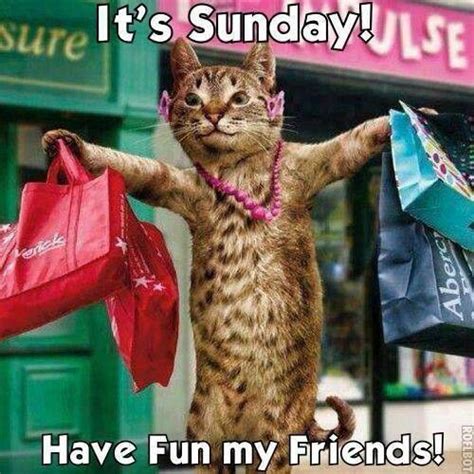 Have A Great Sunday Cat Calendar Funny Cat Pictures