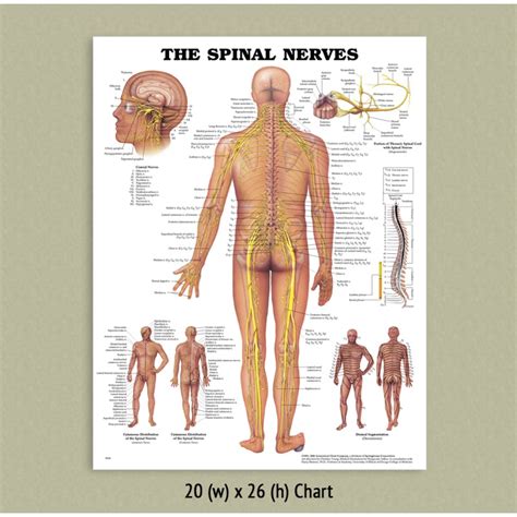 Back Talk Systems Colorado Spinal Nerves Anatomical Chart