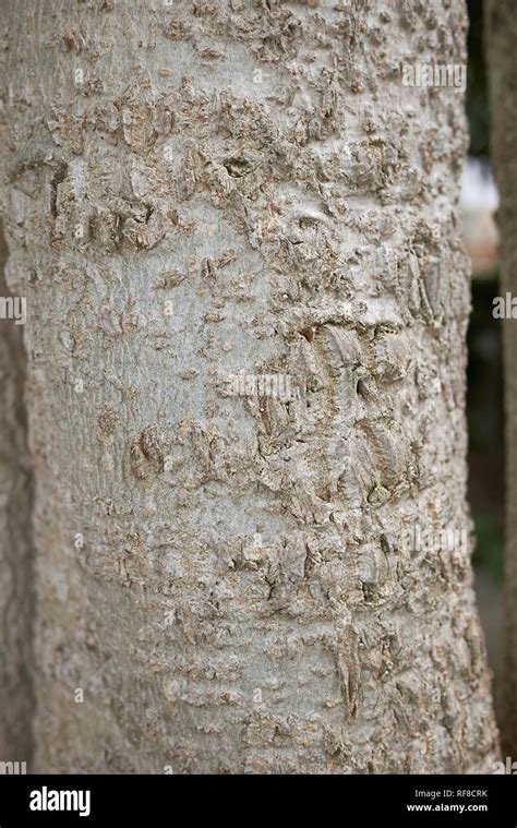 Moringa Oleifera Bark Close Up Stock Photo Alamy