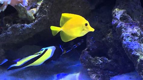 Reef Tank Cleaning Station June 2015 Youtube