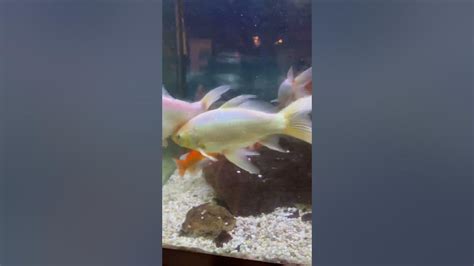 Goldfish Mating In A Chinese Restaurant Youtube