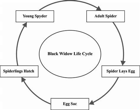 The Lifecycle Of Black Widow Download Scientific Diagram