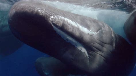 Sperm Whale Size Teeth Diet Habitat And Facts