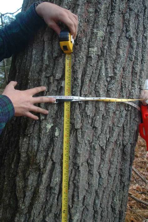 Using a measuring tape, measure the distance from your heel to your longest toe. How to Measure Trees | Mass.gov