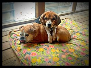 Look at pictures of beagle puppies in virginia who need a home. Bench Leg Beagle Puppies For Sale In Virginia | aumaren