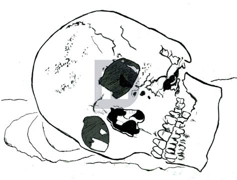 Skull Line Drawing At Explore Collection Of Skull