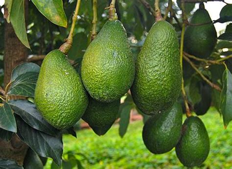 Whether you are farming in a commercial space or your backyard farm, the fruit's health is directly proportionate to the tree's health. K Fertilizer for Growing Avocado Trees | Protassium+®