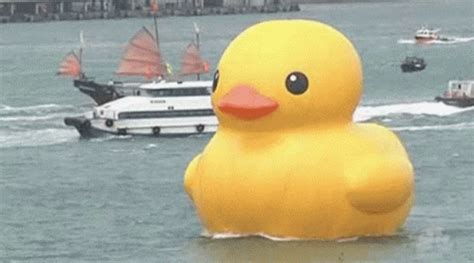 Giant Rubber Duck Gif Giant Rubber Duck Discover Share Gifs