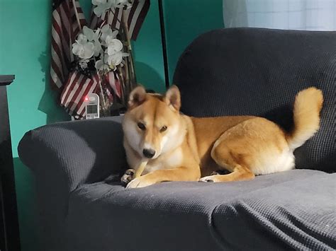 Adopted River 16 Month Old Red Shiba Inu Shiba Inu Rescue Of Florida