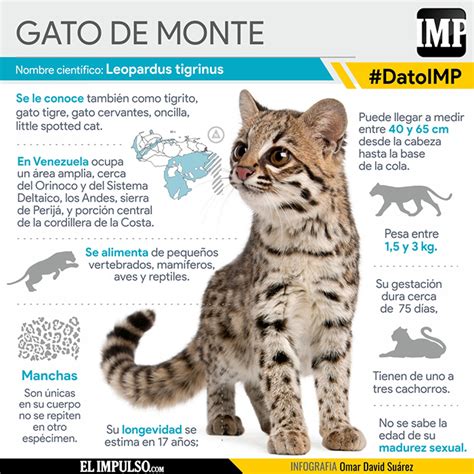 Datoimp Gato De Monte El Más Pequeño De Los Felinos Neotropicales