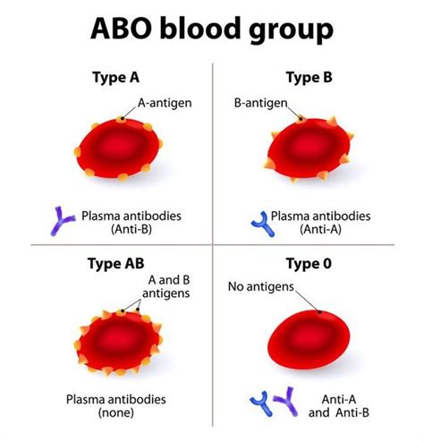 Why Knowing Your Blood Type Matters