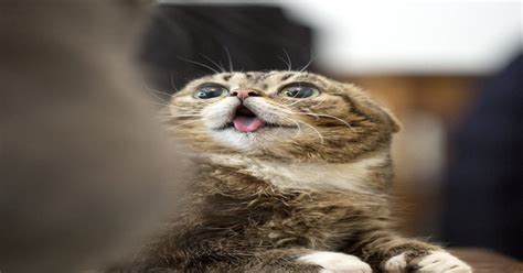 derpy cat funny