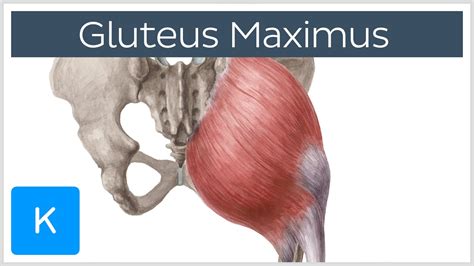 Gluteus Maximus Muscle Function Origin And Insertion Human Anatomy