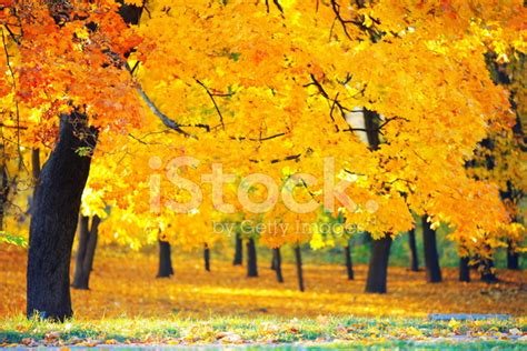 Sunny Autumn Landscape Stock Photo Royalty Free Freeimages