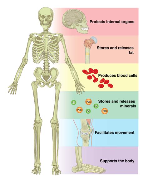 61 The Functions Of The Skeletal System Anatomy And Physiology Skeletal System Skeletal