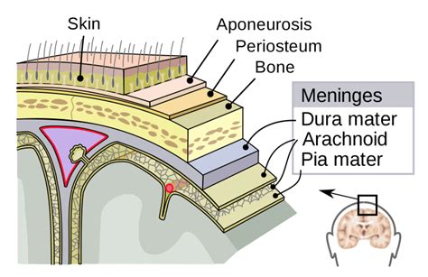 Meninges Facts Importance Functions Summary And Definition