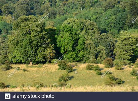Tring Park Hi Res Stock Photography And Images Alamy