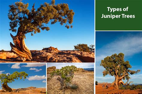 Types Of Juniper Trees Landscaping Ground Cover And Upright