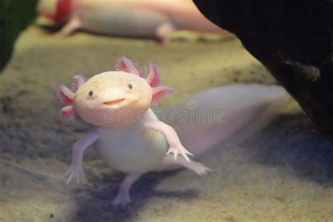 Pink Axolotl Also Known As Walking Fish Stock Image Image Of