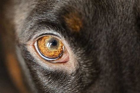 How To Clean Dog Eye Boogers Soften And Remove Hard Crust Safely