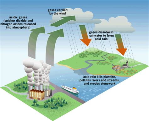 Acid Rain and its Impacts on Biodiversity - The Team