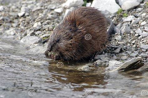 Muskrat Feeding Stock Photo Image Of Beaver Muskrat 2273236