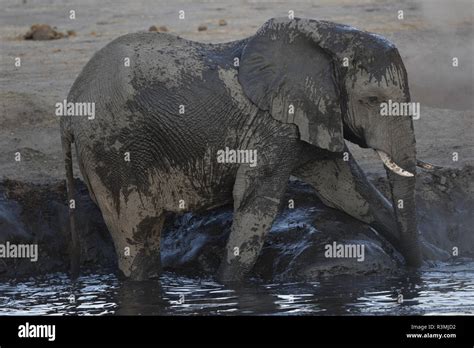 African Elephant Loxodonta Africana Having Bath At Water Hole Hwange