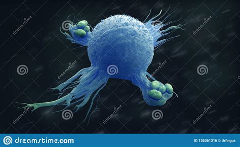 Macrophage Engulfing Bacteria Stock Illustration Illustration Of
