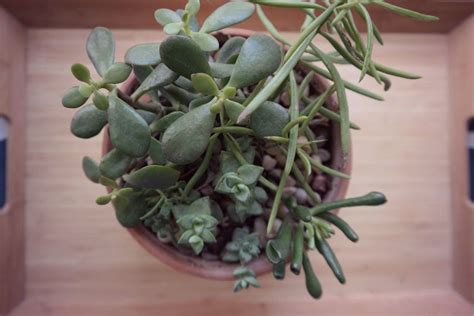 Unlike some houseplants that contain dangerous compounds that may have adverse effects on your cat, this plant is harmless. Keep Your Houseplants Safe from Your Feline Friends