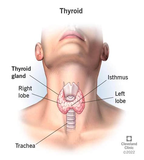 Thyroid Gland Medical Education