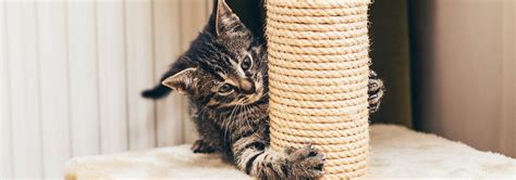 Sisal scratchers tend to be messy as it frays. Easy DIY Cat Scratching Post Ideas | Hill's Pet