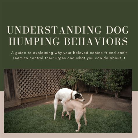 Understanding Dog Humping Behaviors Pethelpful