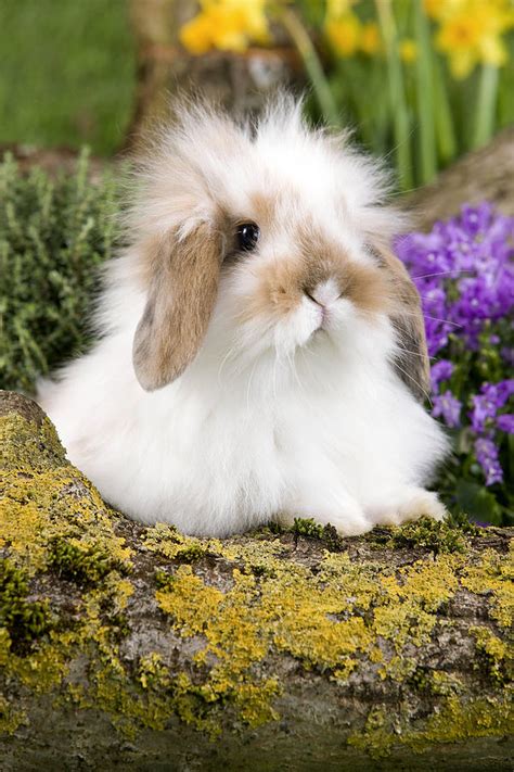 Dwarf Long Eared Rabbit