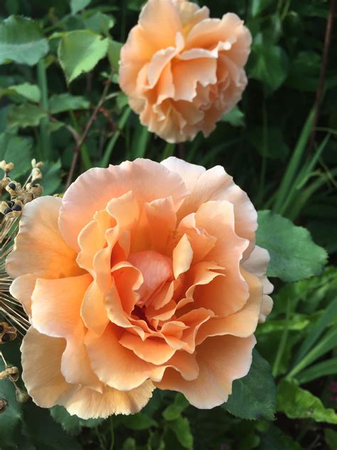 New orders for bare root roses delivering from january 2022, zone dependant. Rose Just Joey | Peach roses, Rose, Flowers