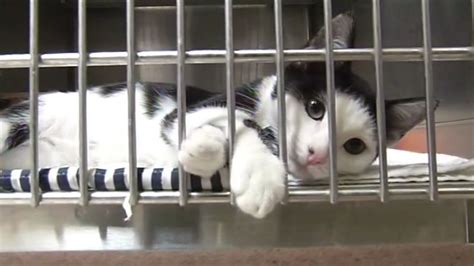 Serving the sioux falls community and surrounding area for over 100 years on a mission to rescue animals and find them forever homes through adoption. Most of the cats abandoned outside Marin Humane Society ...