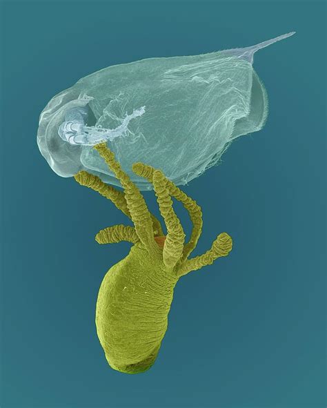 Hydra Sp Capturing Daphnia Sp Photograph By Dennis Kunkel Microscopy