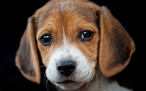 Download Wallpapers Beagle Close Up Cute Dog Pets Dogs Puppy Cute