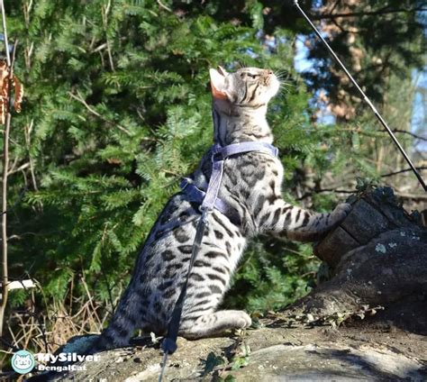 Can Silver Bengal Cats Go Outside Exploring The Great Outdoors