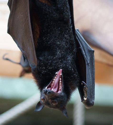 Large Flying Fox Bat By Eyelyft Via Flickr Yawn Fox Bat