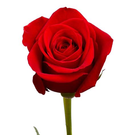 Globalrose 100 Red Roses Fresh Flower Delivery Prime 100 Red Roses