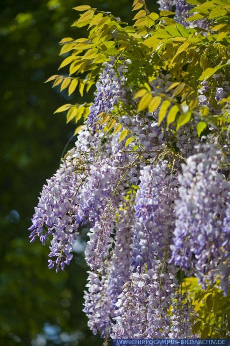 100% working in this new year, go ahead and play the wisteria game now and by using these roblox wisteria codes you can get some exciting offers. Wisteria sinensis alias Glyzinie :: Hippocampus Bildarchiv