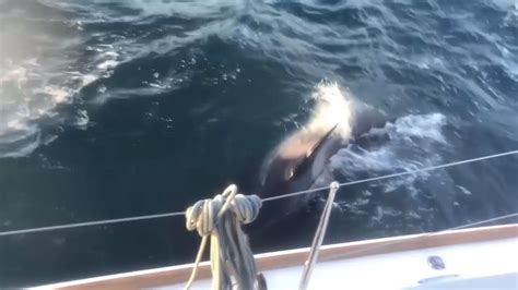Have Rogue Orcas Really Been Attacking Boats In The Atlantic